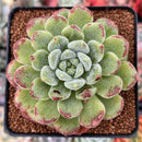 Echeveria 'Christmas Carol' 3" Succulent Plant