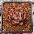 Echeveria Agavoides 'Ebony' Hybrid 1"-2" Succulent Plant