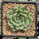 Echeveria Agavoides 'Sarabony' 2" Succulent Plant