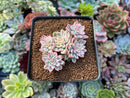 Echeveria 'Mebina' Variegated 4" Cluster Succulent Plant