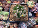 Echeveria 'Black Hawk' 2" Succulent Plant