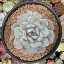 Echeveria 'Orange Monroe' 3"-4" Succulent Plant