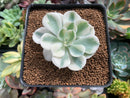 Echeveria 'Compton Carousel' 2" Succulent Plant