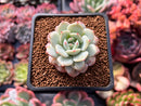 Echeveria 'Derlu' 1" Succulent Plant
