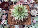 Echeveria Agavoides 'Early Morning Star' *Circular* Crested 3" Succulent Plant
