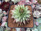 Echeveria Agavoides 'Early Morning Star' *Circular* Crested 3" Succulent Plant