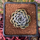 Echeveria sp. 1" Succulent Plant