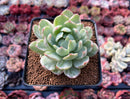 Echeveria Agavoides 'Queen Maria' Variegated 2"-3" Rare Succulent Plant