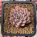 Echeveria 'Zaragoza' 1" Succulent Plant