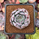 Echeveria 'Carla' 2" Succulent Plant