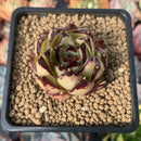 Echeveria Agavoides 'Gold Maria' Selected Clone 2" Succulent Plant