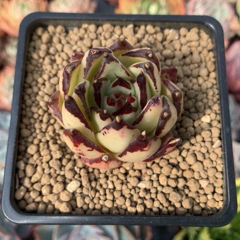 Echeveria Agavoides 'Gold Maria' Selected Clone 2" Succulent Plant