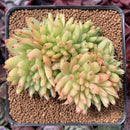 Echeveria Agavoides 'Maria' Crested 3" Succulent Plant