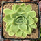 Echeveria Agavoides 'Red Witch' Mutated 3" Succulent Plant