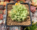 Echeveria 'Irish Mint' 2" Succulent Plant
