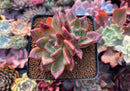 Echeveria 'Orange Champaign' 3" Cluster Succulent Plant