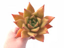 Echeveria Agavoides x Mexican Giant Hybrid 5” Rare Succulent Plant