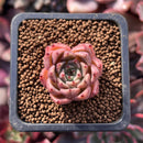 Echeveria sp. 1" Small Succulent Plant