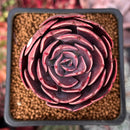 Echeveria 'Muesli' 2" Succulent Plant