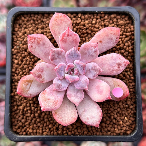 kew marble succulent Echeveria 'Devolution' 1"-2" New Hybrid Succulent Plant – True Succulents  Plant Co