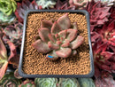 Echeveria Agavoides 'Shaikh' 2" Succulent Plant