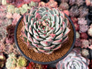 Echeveria 'Chihuahuaensis' 4"-5" Succulent Plant