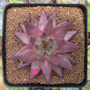 Echeveria Agavoides 'Sirius' 4” Succulent Plant