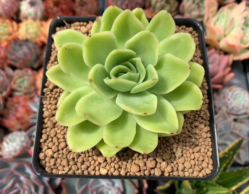 Echeveria Agavoides 'Red Witch' Mutated 3" Succulent Plant
