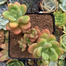 Echeveria 'Peridot' 3"-4" Cluster Succulent Plant