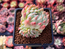 Echeveria 'Helena' Hybrid 2" Cluster Succulent Plant