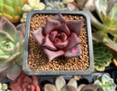 Echeveria Agavoides 'Red Ebony' 1" Succulent Plant