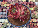 Echeveria Agavoides Hybrid 3" Special Clone Cluster Succulent Plant