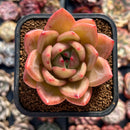 Echeveria 'Orange Champaign' 2" Succulent Plant