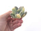 Pachyphytum 'Oviferum' Variegated 2” Succulent Plant
