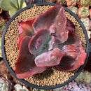 Echeveria 'Etna' Hybrid 4" Succulent Plant