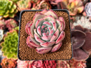 Echeveria 'Ratam' 3" Succulent Plant