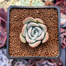 Echeveria 'Mona Lisa' 1" Succulent Plant