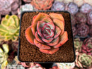 Echeveria 'Fortune Purple' 2" Succulent Plant
