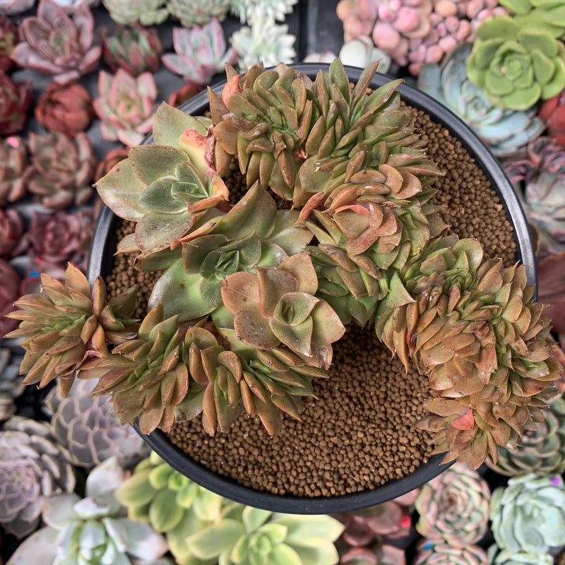 carnicolor succulent Echeveria 'Carnicolor' 4"-5" Crested Cluster Succulent Plant – True Succulents  Plant Co