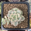Echeveria 'Tango' Variegated 1" Small Succulent Plant