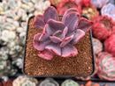 Pachyveria 'Myrtilla' Lightly Variegated 2" Succulent Plant