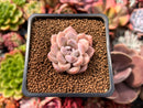 Echeveria sp. 1" Succulent Plant