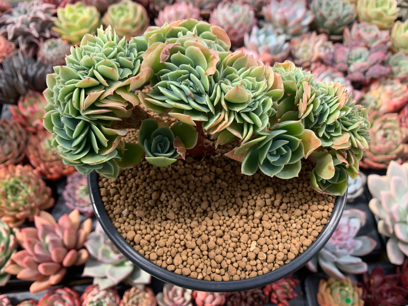 moon silver succulent Pachyphytum moonsilver  TiaJuanas Plants Mxico