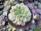 Echeveria 'Fun Queen' Variegated 5" Succulent Plant