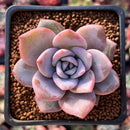 Echeveria 'Missing You' 2" Succulent Plant