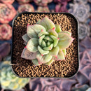 Echeveria Agavoides 'Wrinkle Maria' 2" Succulent Plant