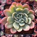 Echeveria 'Luella' Variegated 3" Succulent Plant