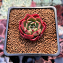 Echeveria sp. 1" Air Magic Hybrid Succulent Plant
