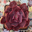 Echeveria 'Hanaikada' Non-Variegated 2"-3" Succulent Plant