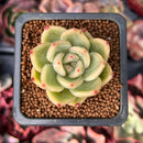 Echeveria 'Plon' 1" New Hybrid Succulent Plant